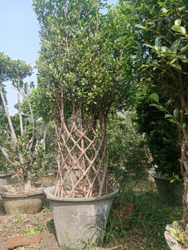 Semi Mature Ficus Plant