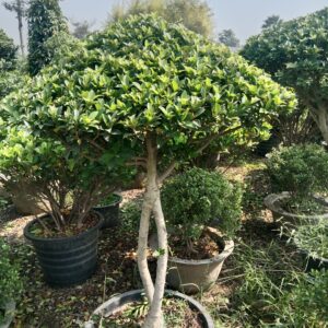 Movi Ficus Plant