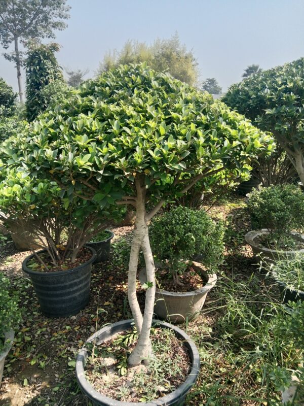 Movi Ficus Plant