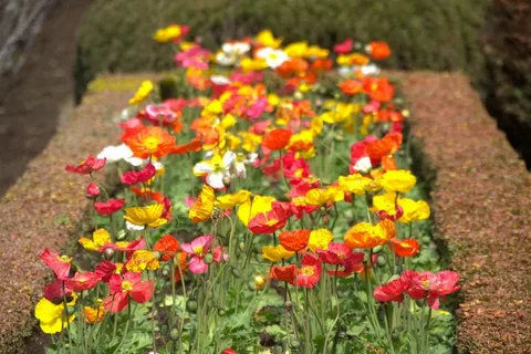 Iceland Poppy