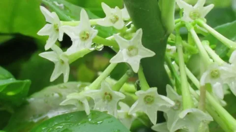 Jasmine Night Blooming