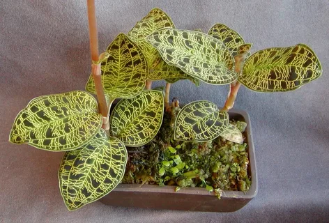 Jewel Orchid