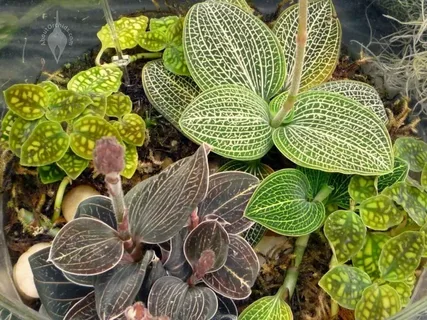 Jewel Orchid