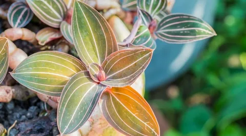 Jewel Orchid