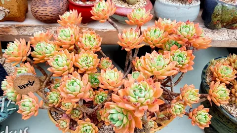 Korean Succulents