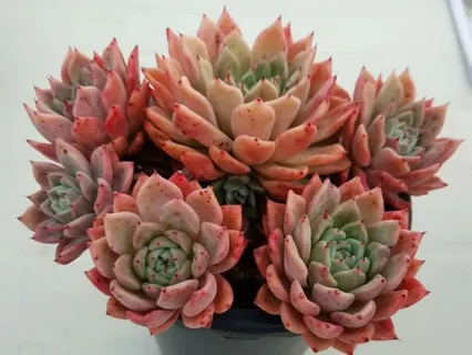 Korean Succulents