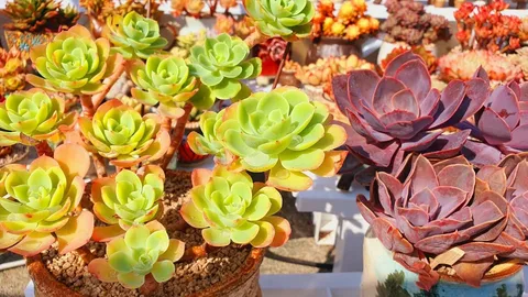 Korean Succulents