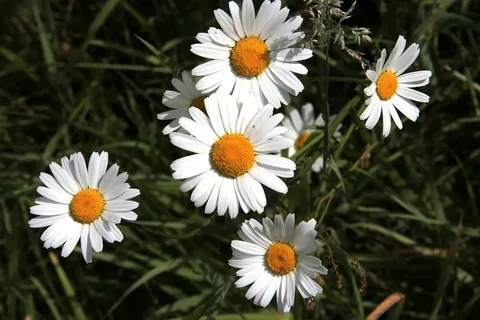 Large Daisy