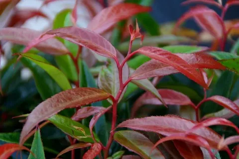 Leucothoe 'Burning Love