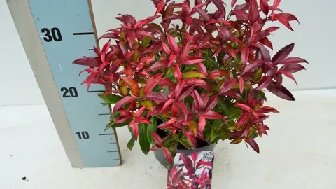 Leucothoe 'Burning Love