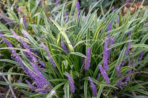 Liriope 'Purple Explosion