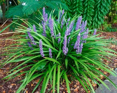 Liriope 'Purple Explosion