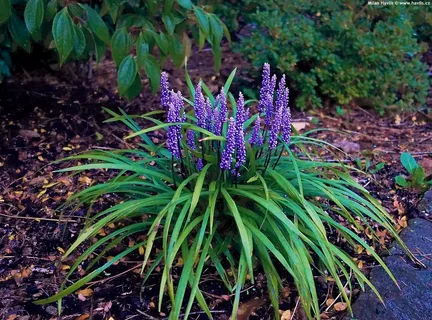 Liriope 'Purple Explosion