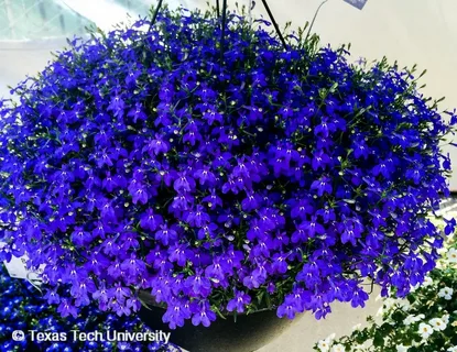 Lobelia Midnight Purple