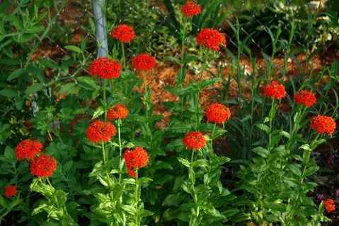 Maltese Cross Flower