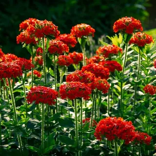 Maltese Cross Flower