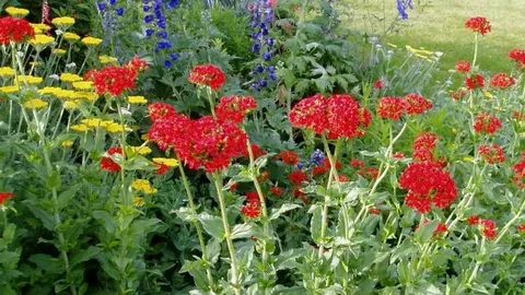 Maltese Cross Flower