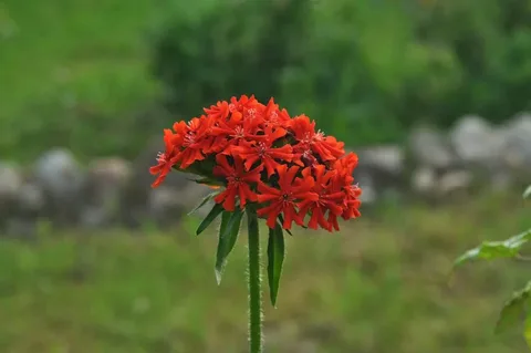 Maltese Cross Flower