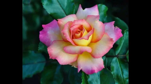 Multicolored Roses