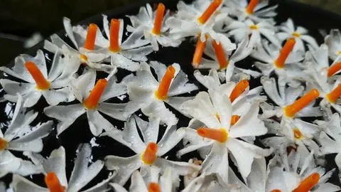 Night Blooming Jasmine Tree