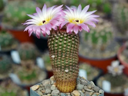 Notocactus Schlosseri