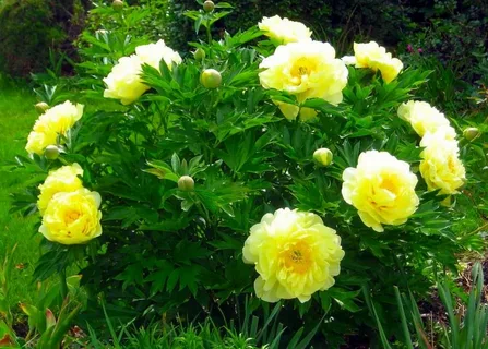 Paeonia Yellow