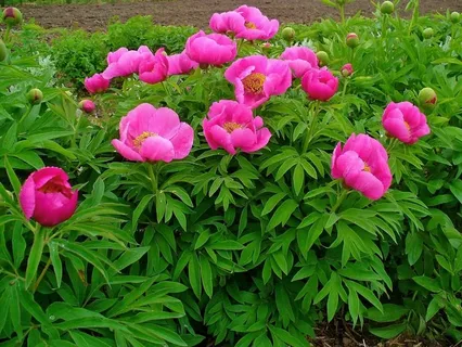 Paeonia Yellow