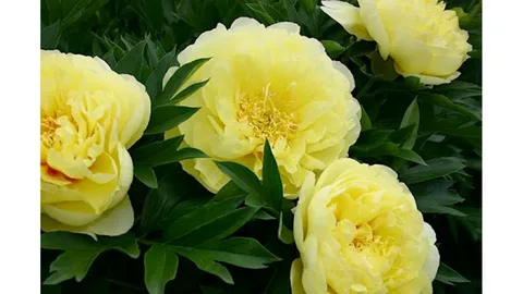 Paeonia Yellow