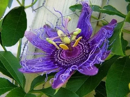 Passion Flower Vine