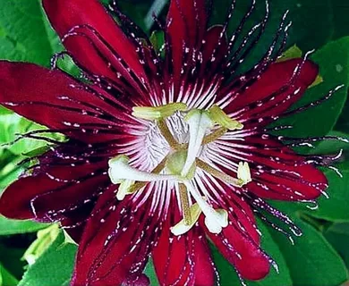 Passion Flower Vine