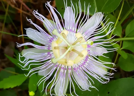 Passion Flower Vine