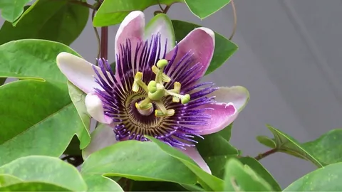 Passion Flower Vine