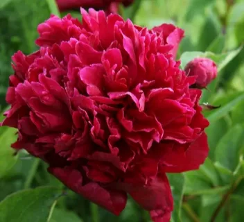 Peony 'Victoire