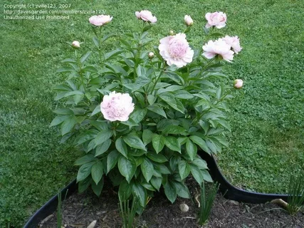 Peony 'Victoire