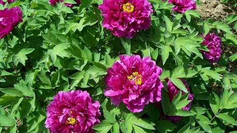 Peony 'Victoire