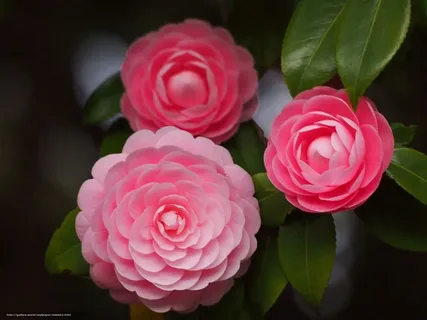 Peppermint Camellia