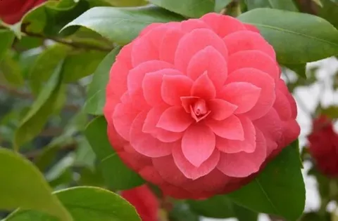 Peppermint Camellia