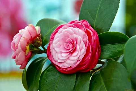 Peppermint Camellia