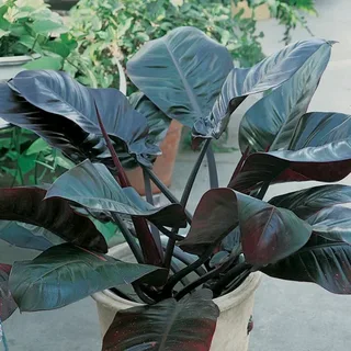 Philodendron Black Cardinal