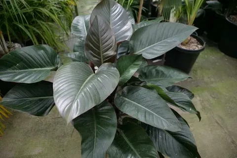 Philodendron Black Cardinal