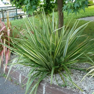 Phormium 'Duet