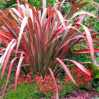 Phormium 'Duet