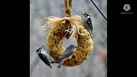 Pine Tree Bird Suet Fruit and Nuts