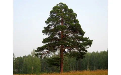 Pine Tree