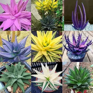 Purple Aloe