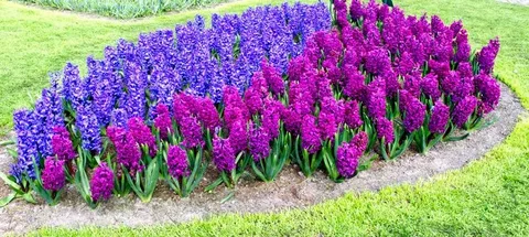 Purple Hyacinth and Amaryllis