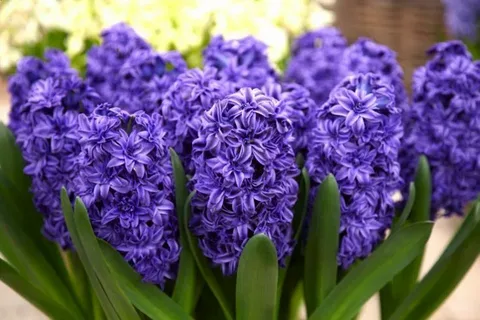 Purple Hyacinth and Amaryllis