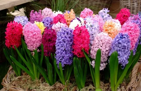 Purple Hyacinth and Amaryllis