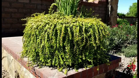 Rainbow Elephant Bush