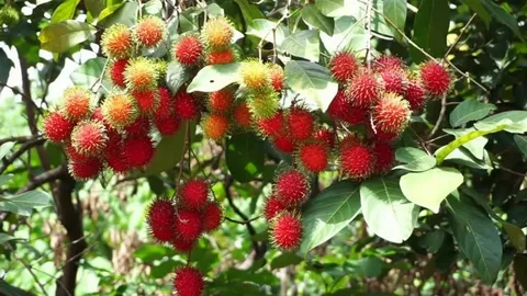 Rambutan Tree